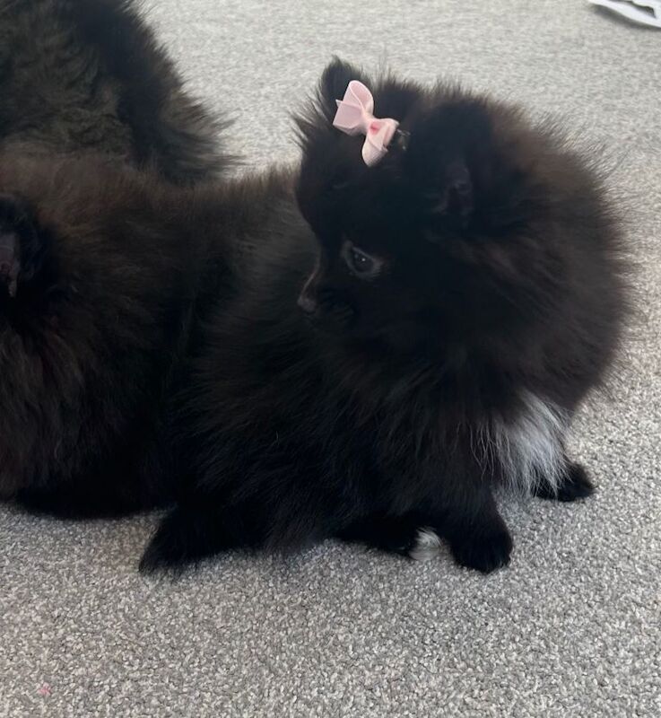 Pomeranian puppies - Image 3 of 3