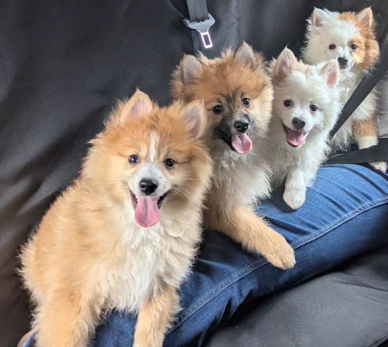 Pomeranian Puppies For Sale Under £1,000
