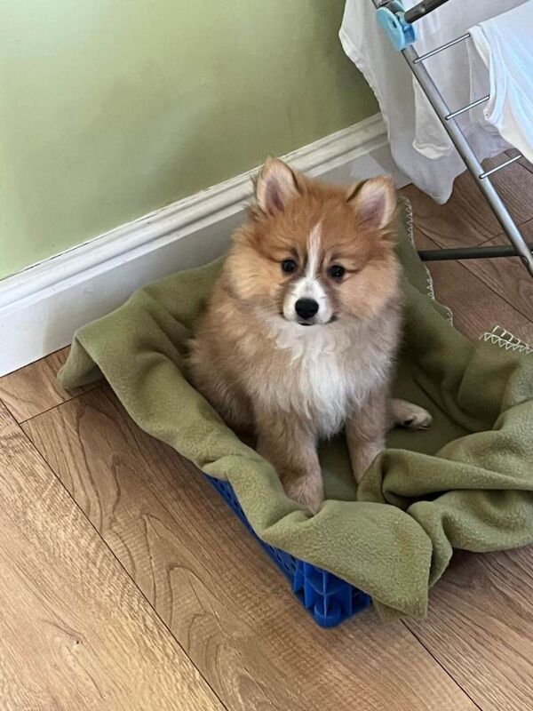 Pomeranian Puppies - Image 2 of 3