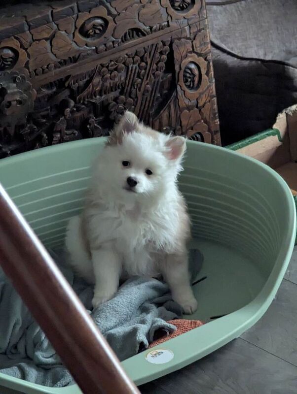 Pomeranian Puppies - Image 3 of 3