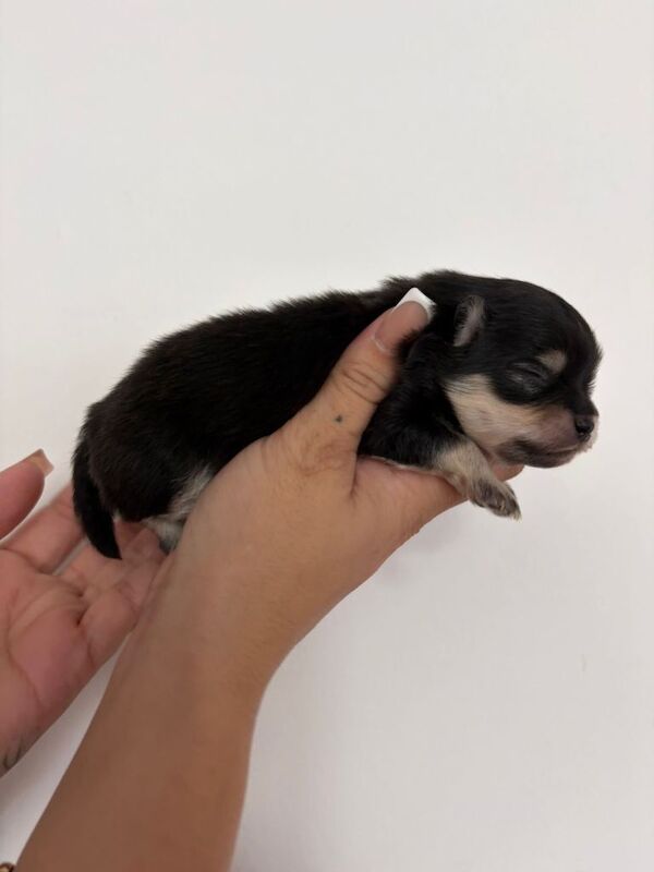 Pomeranian puppies