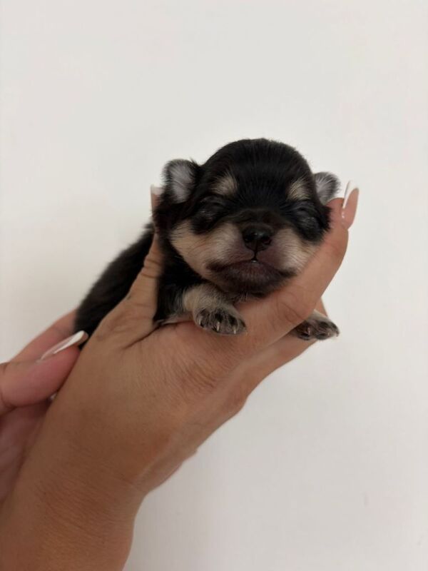 Pomeranian puppies - Image 2 of 5