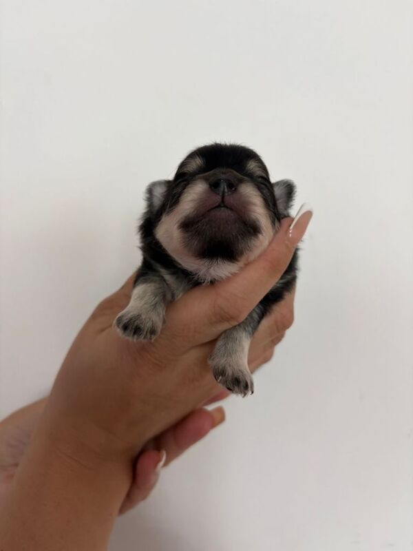 Pomeranian puppies - Image 3 of 5