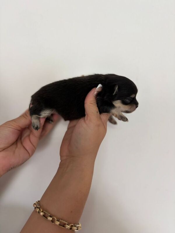 Pomeranian puppies - Image 4 of 5