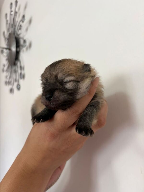 Pomeranian puppies - Image 5 of 5