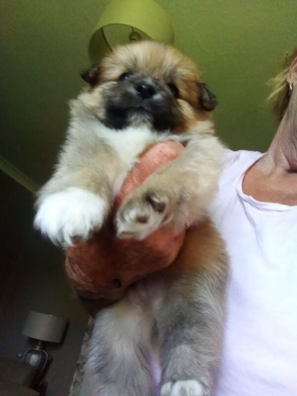 Pomeranian Puppies For Sale