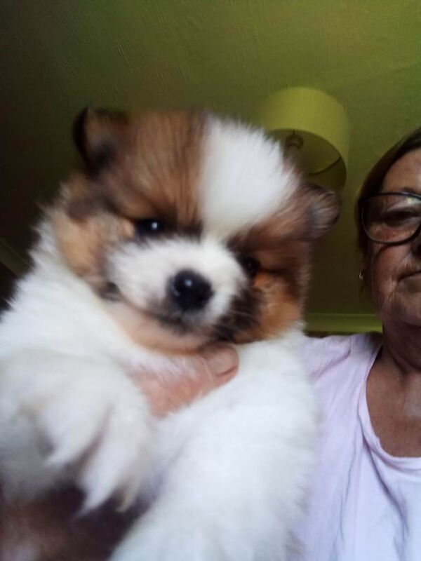 Pomeranian puppies - Image 2 of 3