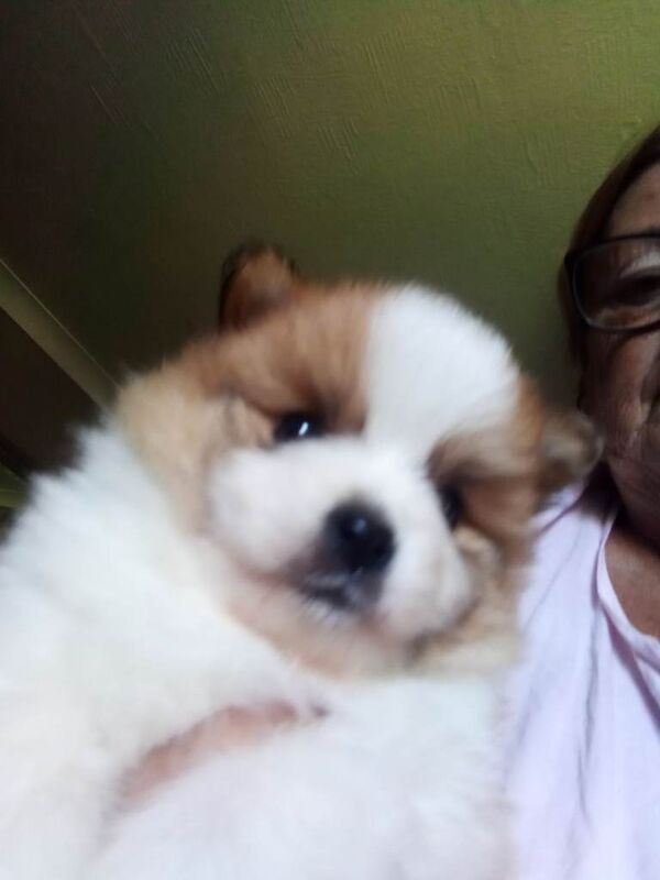 Pomeranian puppies - Image 3 of 3