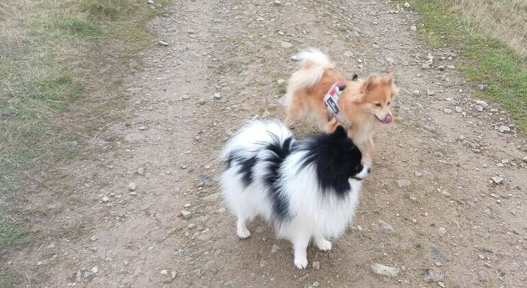 Pomeranian Puppies For Sale