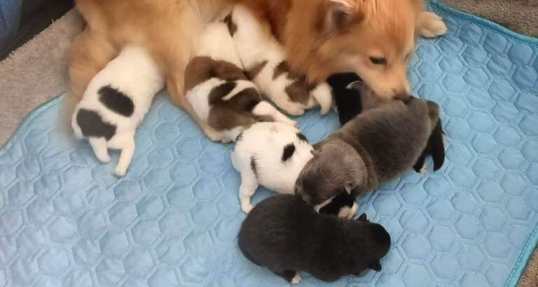 Pomeranian Puppies - Image 3 of 4