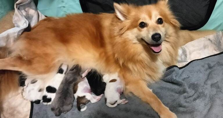 Pomeranian Puppies - Image 4 of 4