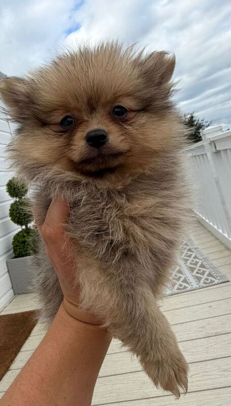 Pomeranian puppies