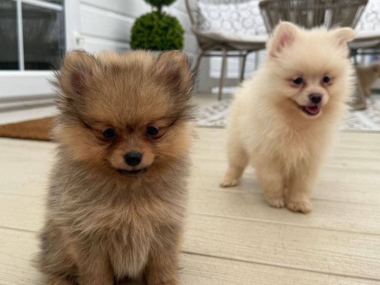 Pomeranian puppies - Image 2 of 4