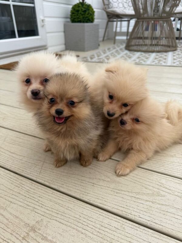 Pomeranian puppies - Image 3 of 4