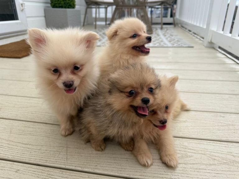 Pomeranian puppies - Image 4 of 4