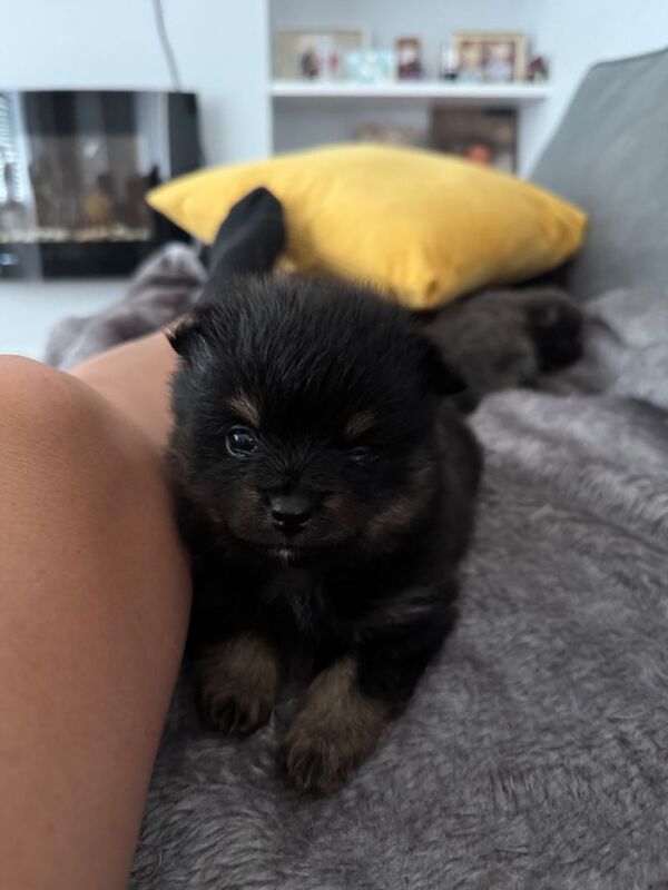 Pomeranian puppies