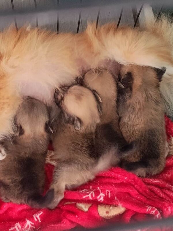 Pomeranian puppies