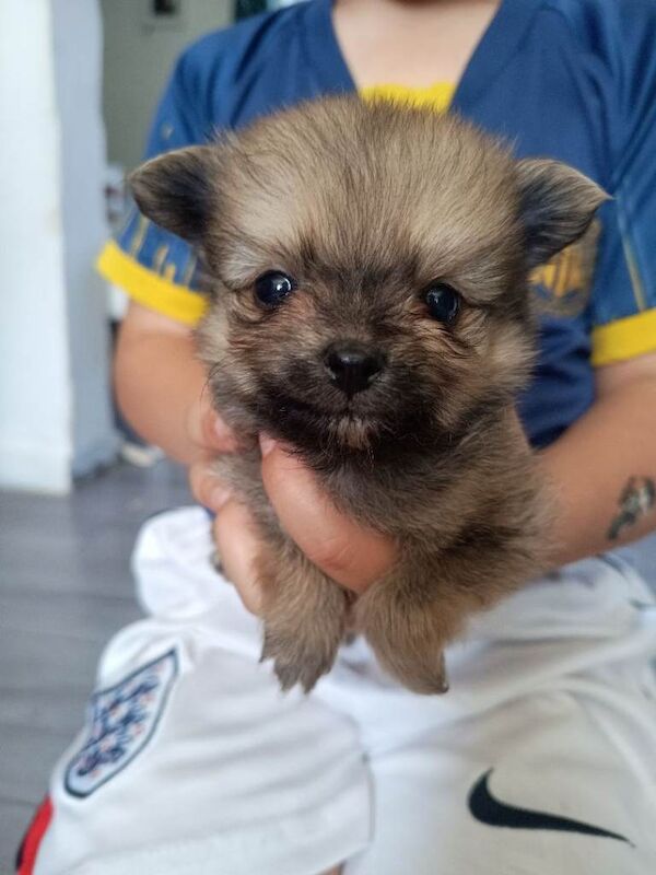 Pomeranian puppies - Image 2 of 4