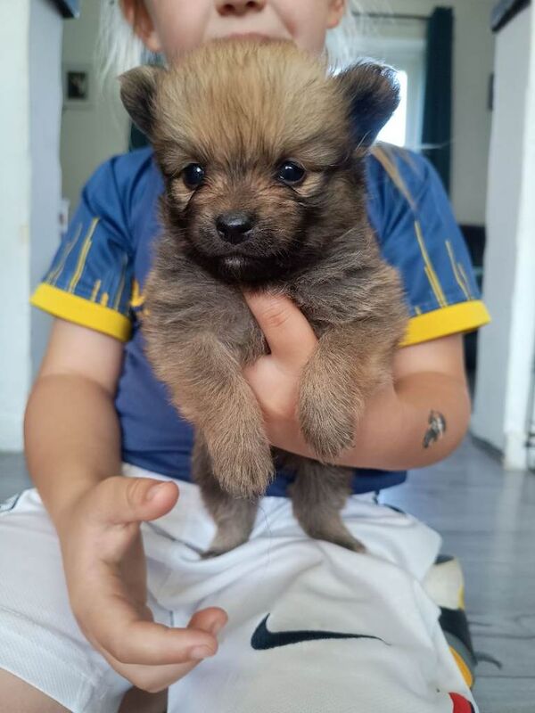 Pomeranian puppies - Image 3 of 4