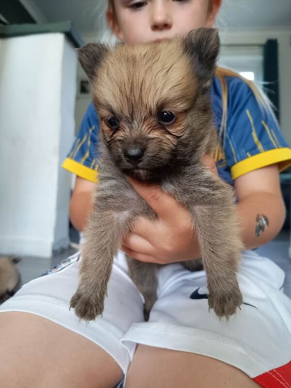 Pomeranian puppies - Image 4 of 4