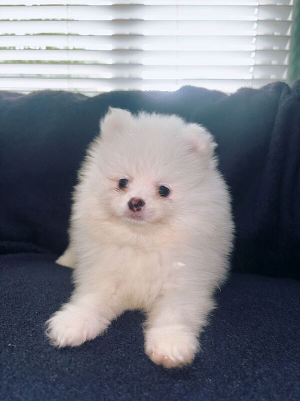 Pomeranian Puppies