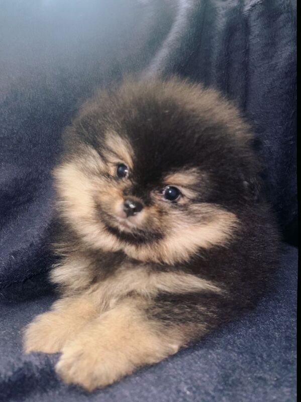 Pomeranian Puppies - Image 2 of 3