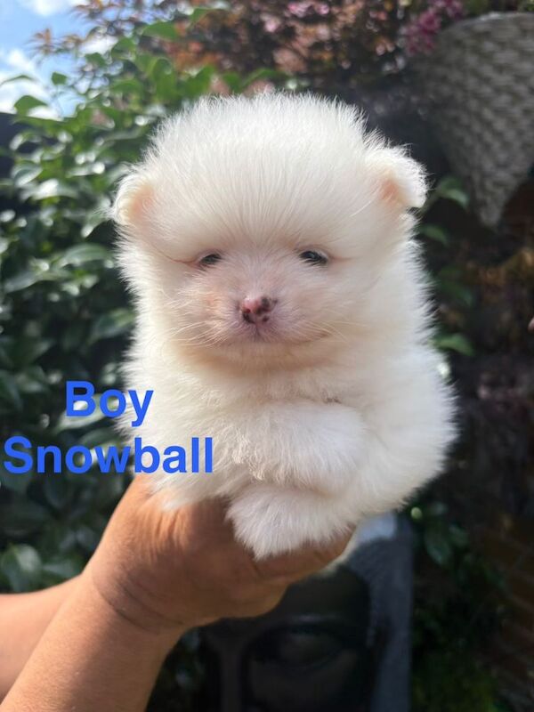 Pomeranian Puppies - Image 3 of 3