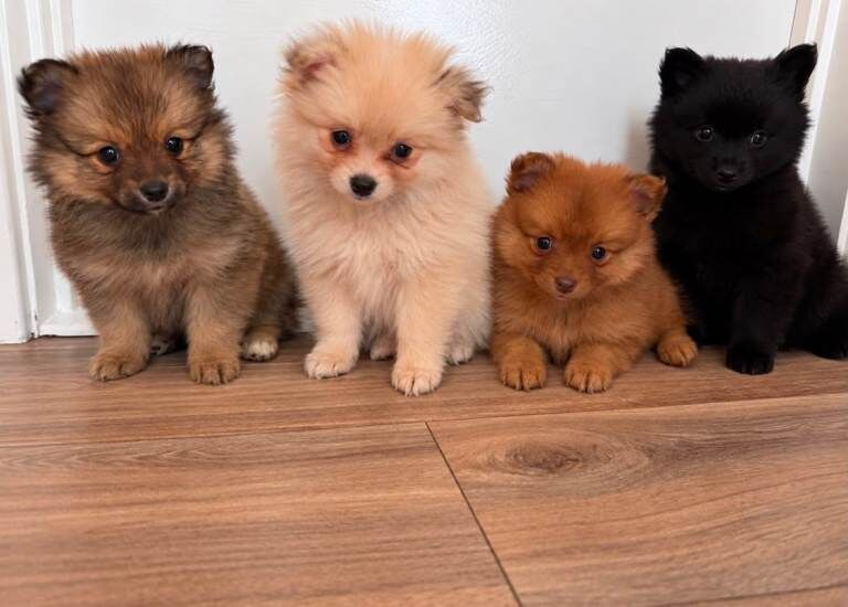 Pomeranian puppies