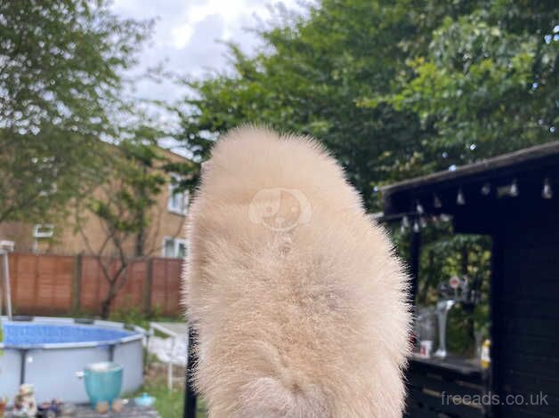 Pomeranian puppies for sale in Leicester, Leicestershire – 1 year old - Image 2 of 5