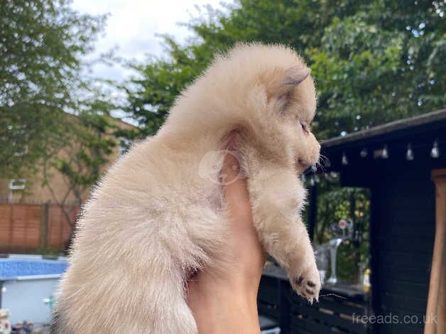 Pomeranian puppies for sale in Leicester, Leicestershire – 1 year old - Image 3 of 5
