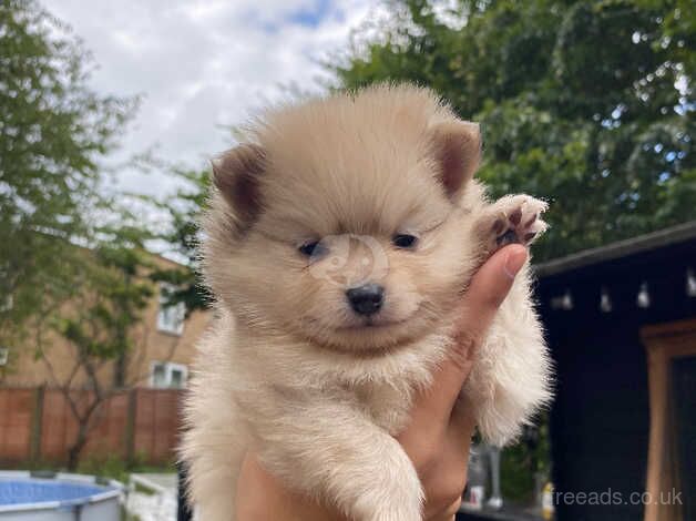 Pomeranian puppies for sale in Leicester, Leicestershire – 1 year old - Image 4 of 5