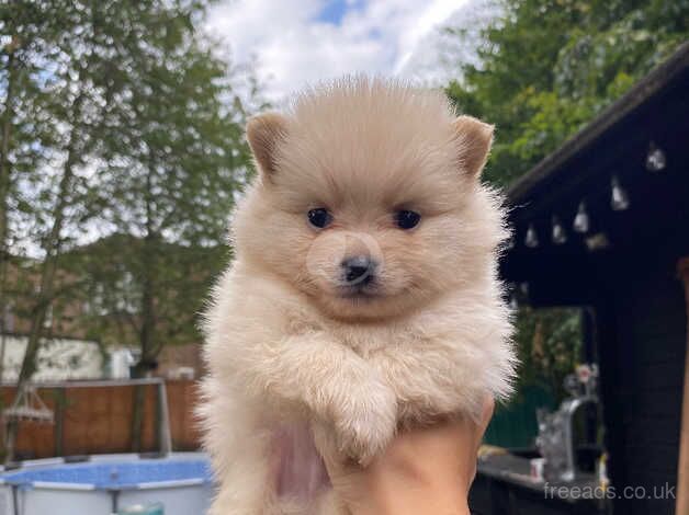 Pomeranian puppies for sale in Leicester, Leicestershire – 1 year old - Image 5 of 5