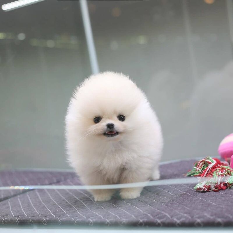 Pomeranian Puppies For Sale Under £500