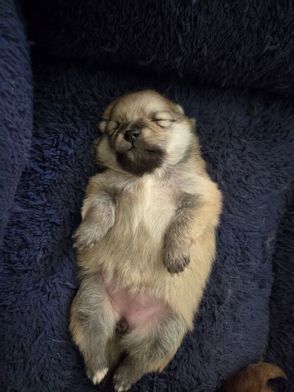 Pomeranian puppies for sale in Bridgend, Aberdeenshire