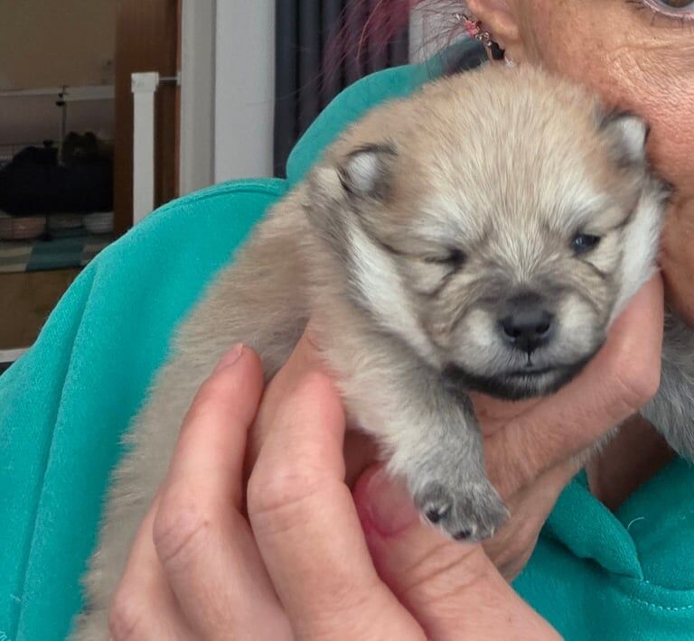 Pomeranian puppies for sale in Bridgend, Aberdeenshire | Image 2