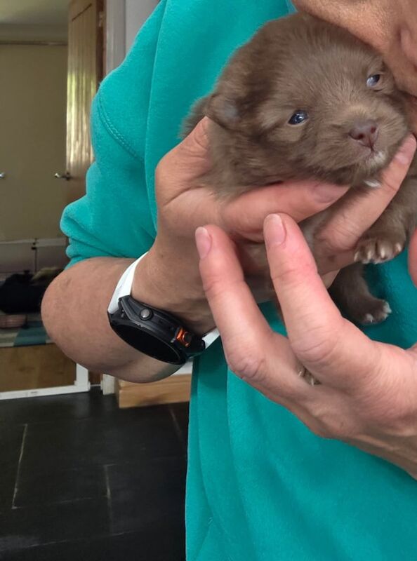 Pomeranian puppies for sale in Bridgend, Aberdeenshire | Image 3