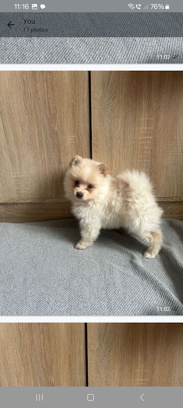Pomeranian puppies for sale in Bootle, Merseyside – 8 weeks old