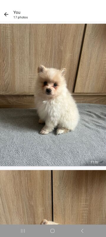 Pomeranian puppies for sale in Bootle, Merseyside – 8 weeks old - Image 2 of 3