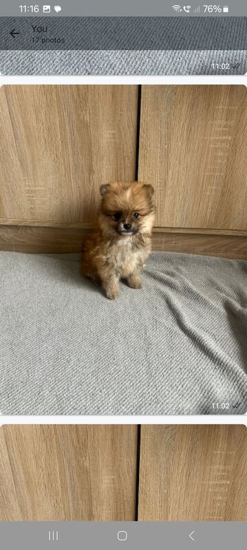 Pomeranian puppies for sale in Bootle, Merseyside – 8 weeks old - Image 3 of 3