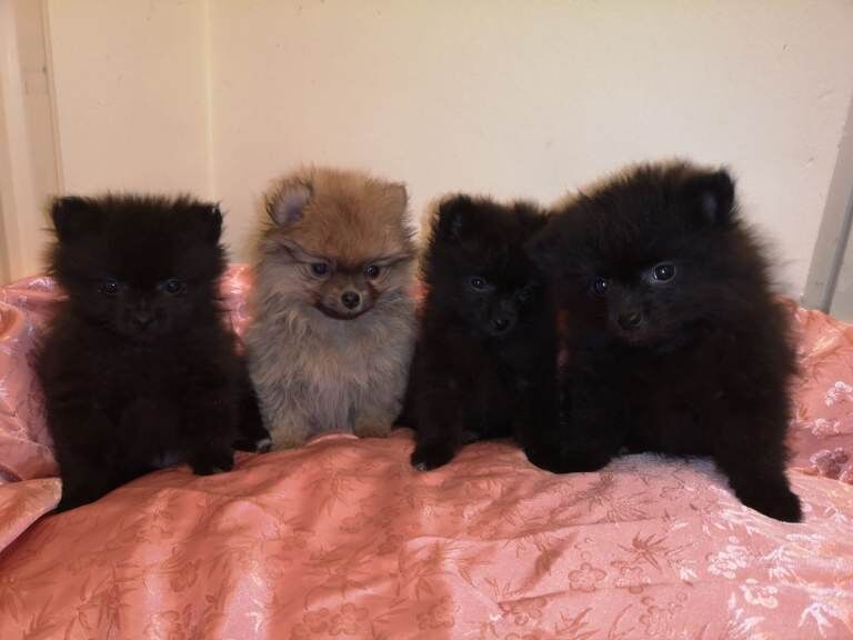 Pomeranian Puppies For Sale