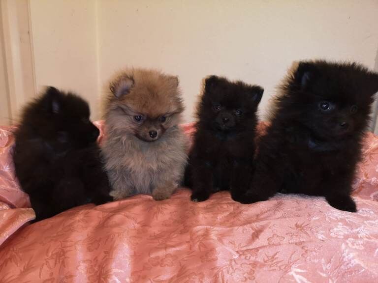 Pomeranian puppies for sale. - Image 2 of 5