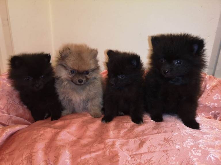 Pomeranian puppies for sale. - Image 3 of 5
