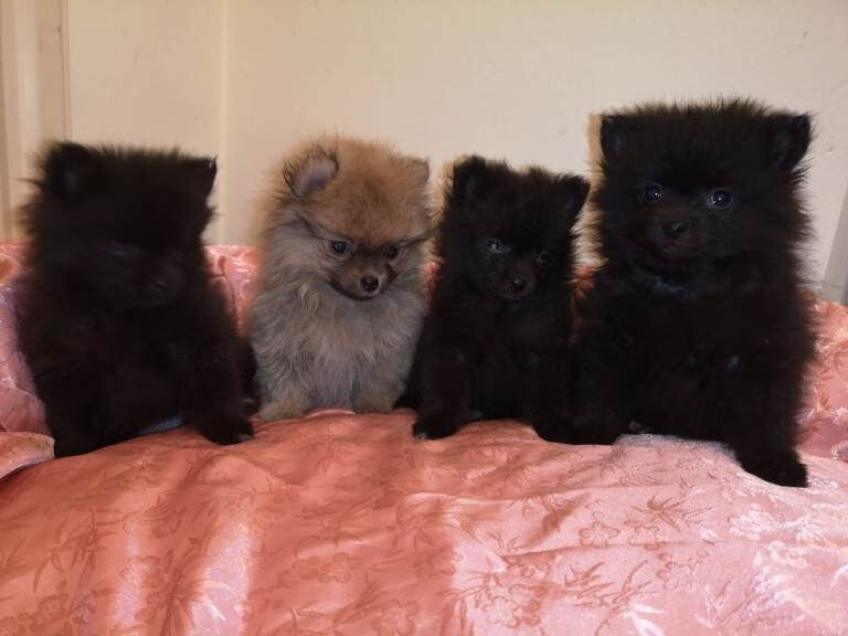 Pomeranian puppies for sale. - Image 4 of 5