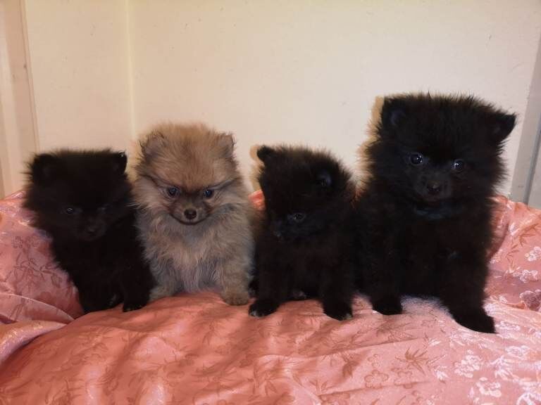 Pomeranian puppies for sale. - Image 5 of 5