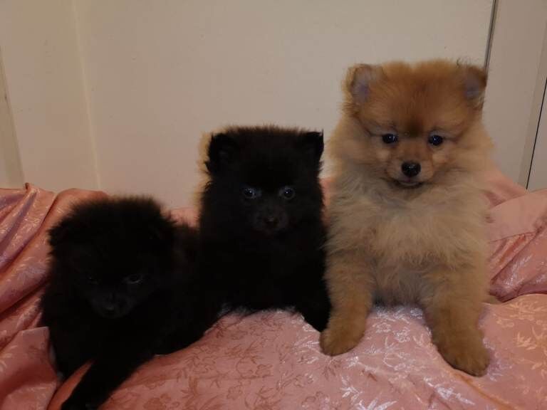 Pomeranian puppies for sale.