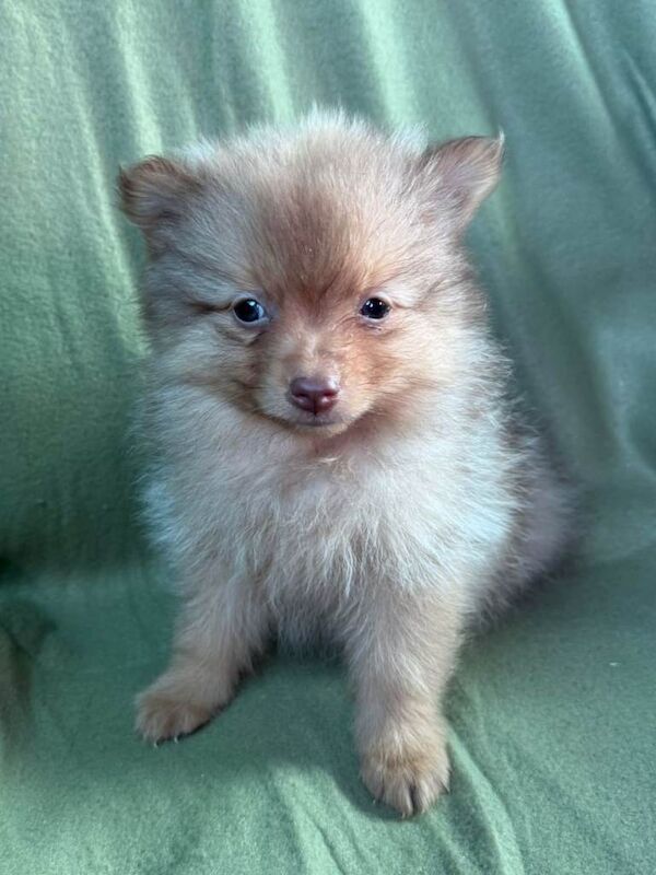 Pomeranian puppies for sale