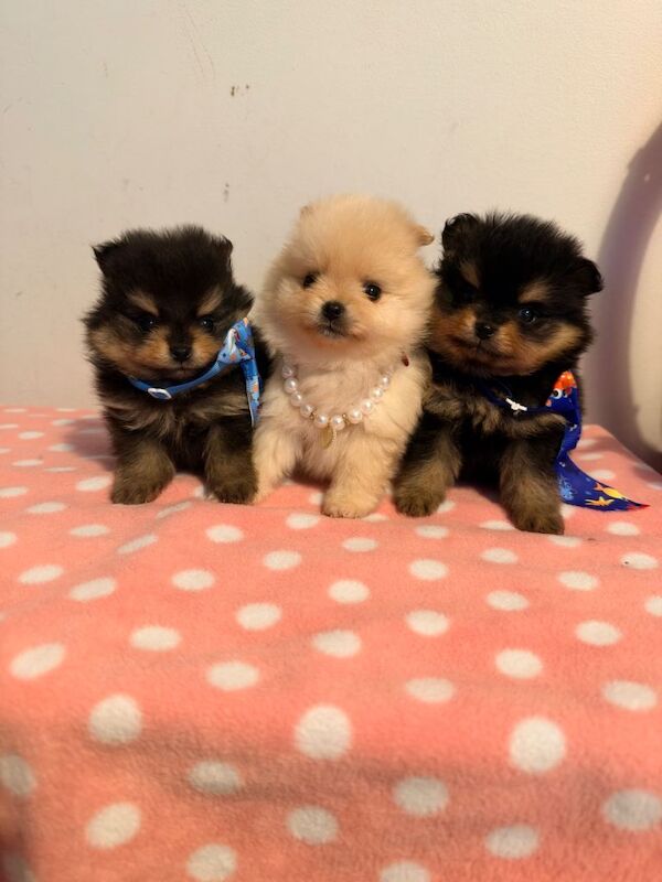 Pomeranian puppies for sale
