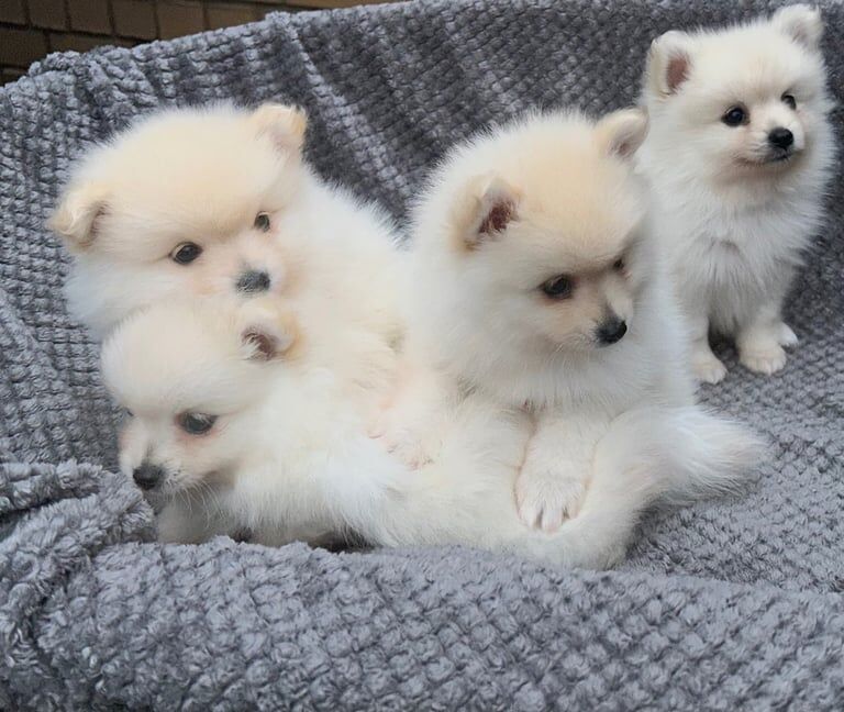 Pomeranian puppies for sale females - Image 2 of 3