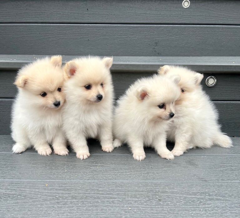 Pomeranian puppies for sale females - Image 3 of 3