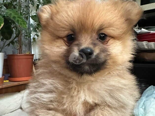 Pomeranian puppies for sale in Ardleigh Green, Greater London – 1 year old - Image 2 of 5